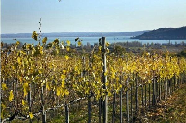 Koczor Winery & Guesthouse Balatonfüred Extérieur photo