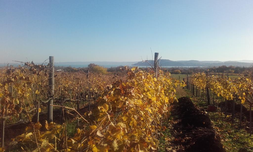 Koczor Winery & Guesthouse Balatonfüred Extérieur photo